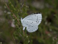 Celastrina argiolus 45, Boomblauwtje, Saxifraga-Willem van Kruijsbergen