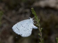 Celastrina argiolus 46, Boomblauwtje, Saxifraga-Willem van Kruijsbergen