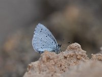 Celastrina argiolus 48, Boomblauwtje, Saxifraga-Luuk Vermeer