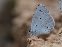 Celastrina argiolus 50, Boomblauwtje, Saxifraga-Luuk Vermeer