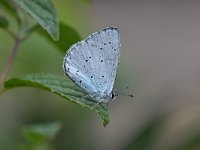 Celastrina argiolus 51, Boomblauwtje, Saxifraga-Luuk Vermeer