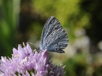 Celastrina argiolus 52, Boomblauwtje, Saxifraga-Luuk Vermee