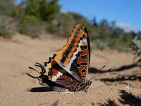 Charaxes jasius 12, Pasja, Saxifraga-Ed Stikvoort