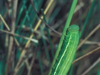 Coenonympha arcania, Pearly Heath