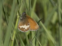 Coenonympha arcania 55, Tweekleurig hooibeestje, Saxifraga-Willem van Kruijsbergen