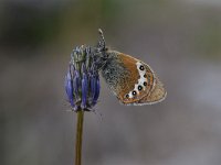 Coenonympha gardetta 10, Alpenhooibeestje, Saxifraga-Luuk Vermeer