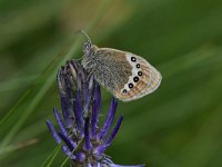 Coenonympha gardetta 8, Alpenhooibeestje, Saxifraga-Luuk Vermeer