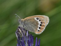 Coenonympha gardetta 9, Alpenhooibeestje, Saxifraga-Luuk Vermeer