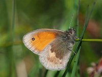 Coenonympha pamphilus 51, Hooibeestje, Saxifraga-Hans Dekker