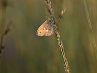 Coenonympha pamphilus 53, Hooibeestje, Saxifraga-Luuk Vermeer