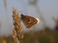 Coenonympha pamphilus 57, Hooibeestje, Saxifraga-Luuk Vermeer