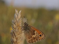 Coenonympha pamphilus 60, Hooibeestje, Saxifraga-Luuk Vermeer