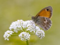 Butterfly Small Heath feeding on white flower  Butterfly Small Heath (Coenonympha pamphilus) feeding on white flowers on green background. Wildlife scene in nature of Europe. Netherlands : Botany, animal, background, backlight, backlit, beautiful, beauty, blooming, blossom, botanical, brown, butterfly, close-up, closeup, coenonympha, color, colorful, detail, entomology, european, fauna, flora, floral, flower, garden, grass, green, heath, insect, leaf, lepidoptera, macro, meadow, natural, nature, nymphalidae, orange, outdoor, plant, season, sitting, small, small heath, small heath butterfly, spring, summer, wild, wildlife, wing