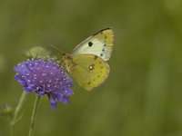 Colias alfacariensis, Bergers Clouded Yellow