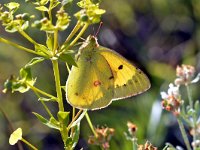 Colias chrysotheme, Lesser Clouded Yellow