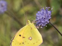 Colias croceus 43, Oranje luzernevlinder, Saxifraga-Willem van Kruijsbergen