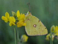 Colias croceus 52, Oranje luzernevlinder, Saxifraga-Luuk Vermeer