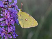 Colias croceus 53, Oranje luzernevlinder, Saxifraga-Luuk Vermeer