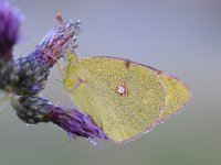 Colias croceus 55, Oranje luzernevlinder, Saxifraga-Luuk Vermeer