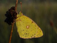 Colias croceus 58, Oranje luzernevlinder, Saxifraga-Luuk Vermeer