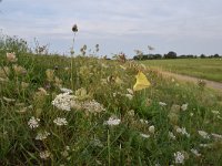 Colias croceus 60, Oranje luzernevlinder, Saxifraga-Luuk Vermeer