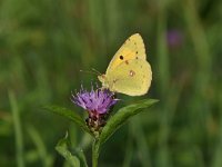 Colias croceus 63, Oranje luzernevlinder, Saxifraga-Luuk Vermeer