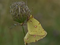 Colias croceus 66, Oranje luzernevlinder, Saxifraga-Luuk Vermeer