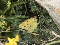 Colias croceus 67, Oranje luzernevlinder, Saxifraga-Willem van Kruijsbergen