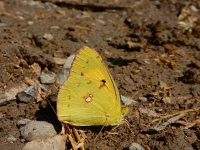 Colias croceus 68, Oranje luzernevlinder, Saxifraga-Ed Stikvoort