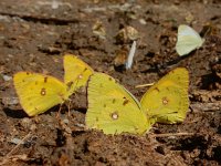 Colias croceus 69, Oranje luzernevlinder, Saxifraga-Ed Stikvoort