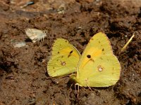 Colias croceus 71, Oranje luzernevlinder, Saxifraga-Ed Stikvoort