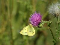 Colias erate, Eastern Pale Clouded Yellow