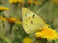 Colias hyale 17, Gele luzernevlinder, Saxifraga-Joep Steur