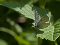 Cupido decolorata, Eastern Short-tailed Blue