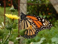 Danaus plexippus 13, Monarchvlinder, Saxifraga-Ed Stikvoort : s9900