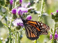 Danaus plexippus 33, Monarchvlinder, Saxifraga-Bart Vastenhouw