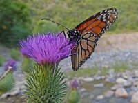 Danaus plexippus, 18, Monarchvlinder, on Cirsium, Saxifraga-Kars Veling