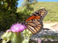 Danaus plexippus, 27, Monarchvlinder, on Cirsium, Saxifraga-Kars Veling