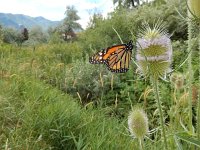 Danaus plexippus, 31, Monarchvlinder, on Dipsacus fullonum, Saxifraga-Kars Veling