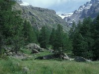 Erebia cassioides 3, Gewone glanserebia, habitat, I, Aosta, Pont, Vlinderstichting-Kars Veling