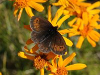 Erebia epiphron 6, Bergerebia, Saxifraga-Luuk Vermeer