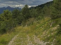 Erebia montana, Marbled Ringlet