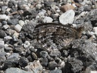 Erebia montana 5, Marmererebia, Saxifraga-Willem van Kruijsbergen