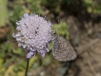 Erebia tyndarus 3, Zwitserse glanserebia, Saxifraga-Willem van Kruijsbergen