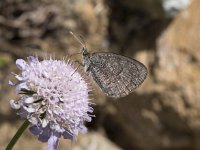 Erebia tyndarus 4, Zwitserse glanserebia, Saxifraga-Willem van Kruijsbergen