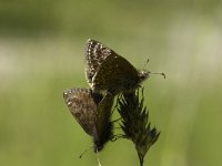 Erynnis tages, Dingy Skipper