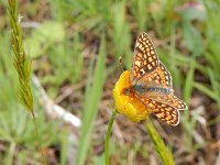 Euphydryas aurinia 22, Moerasparelmoervlinder, Saxifraga-Kars Veling