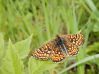 Euphydryas aurinia 27, Moerasparelmoervlinder, Saxifraga-Kars Veling