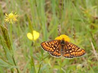 Euphydryas aurinia 45, Moerasparelmoervlinder, Saxifraga-Kars Veling