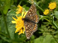 Euphydryas aurinia 48, Moerasparelmoervlinder, Saxifraga-Kars Veling